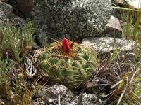 TB298_1_Oroya_peruviana_fma_neoperuviana.jpg