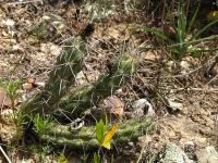 TB298_2_Corryocactus_squarrosus.jpg
