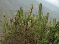TB302_2_Aramatocereus_matucanensis.jpg