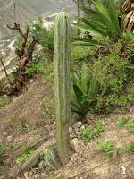 TB302_6_Trichocereus_peruvianus.jpg