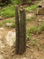 TB303_3_Austrocylindropuntia_pachypus.jpg