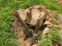 TB303_5_Cleistocactus_acanthrus_ssp_faustianus.jpg