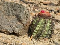 TB305_1_Melocactus_peruvianus.jpg
