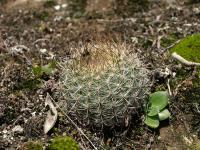 TB307_1_Matucana_haynei_fma_elongata.jpg