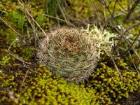 TB315_1_Matucana_haynei_ssp_herzogiana.jpg