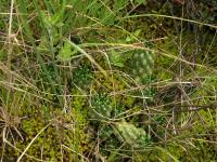 TB315_2_Austrocylindropuntia_flocossa_fma_punta-caillan.jpg