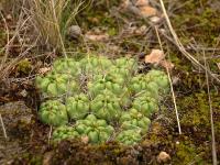 TB318_3_Austrocylindropuntia_flocossa_fma_atroviridis.jpg
