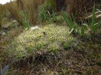 TB319_2_Austrocylindropuntia_flocossa_fma_crispicrinita.jpg