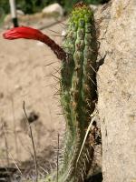 TB320_2_Cleistocactus_fieldianus.jpg