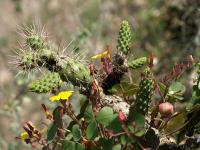 TB320_4_Opuntia_pubescens.jpg