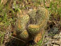TB321_2_Mila_caespitosa_cristata.jpg