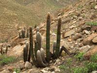 TB322_3_Espostoa_melanostele.jpg