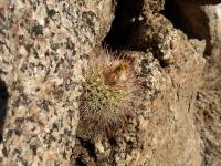 TB330_1_Parodia_mesembrina_v_juanensis.jpg