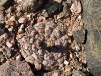 TB341_1_Gymnocalycium_glaucum.jpg