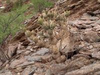 TB342_4_Tephrocactus_articulatus_v_papyracanthus.jpg