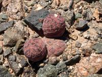 TB344_2_Tephrocactus_geometricus.jpg