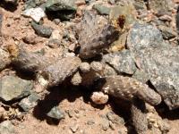 TB344_5_Pterocactus_gonjianii.jpg