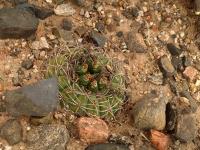 TB348_3_Gymnocalycium_catamarcense_v_belense.jpg