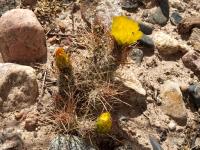 TB353_6_Tephrocactus_weberi.jpg