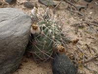 TB355_1_Acanthocalycium_thionanthum_f_griseum.jpg