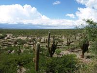 TB359_4_Trichocereus_pasacana.jpg