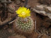 TB361_2_Parodia_dichroacantha.jpg
