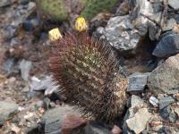 TB362_1_Acanthocalycium_thionanthum_v_brevispinum.jpg