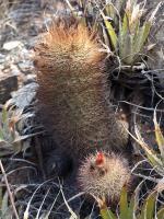 TB362_2_Parodia_horrida_v_pluricentralis.jpg