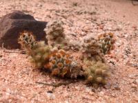 TB365_5_Tephrocactus_molinensis.jpg