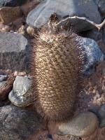 TB367_2_Parodia_horrida.jpg