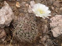 TB372_1_Acanthocalycium_thionanthum_v_chionanthum.jpg
