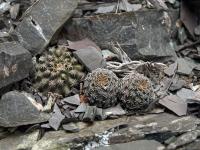TB386_2_Rebutia_einsteinii_v_aureiflora.jpg