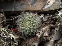 TB386_3_Rebutia_senilis.jpg