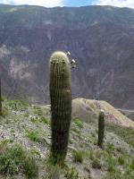 TB386_4_Trichocereus_pasacana.jpg