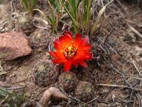 TB391_4_Rebutia_euanthema_v_tilcarensis.jpg
