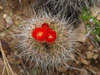 TB397_4_Parodia_tilcarensis_fma.jpg