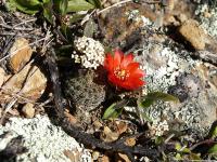 TB398_1_Rebutia_haagei_v_mudanensis.jpg