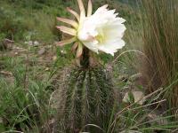 TB400_3_Trichocereus_schickendantzii.jpg