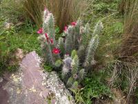 TB400_5_Austrocylindropuntia_shaferi.jpg