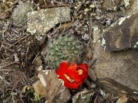 TB401_1_Rebutia_nigricans_v_carmeniana.jpg
