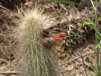 TB402_4_Cleistocactus_hyalacanthus_f_jujuyensis.jpg