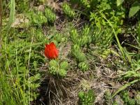 TB402_6_Austrocylindropuntia_verschaffelti.jpg