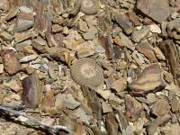 TB403_2_Yavia_cryptocarpa.jpg