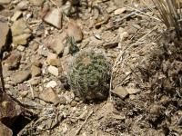 TB403_3_Rebutia_steinmannii_v_costata.jpg
