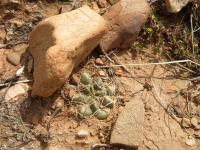 TB405_3_Neowerdermannia_vorwerkii.jpg