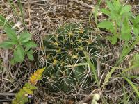 TB407_2_Echinopsis_obrepanda.jpg