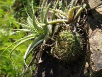 TB413_1_Parodia_aureispina.jpg