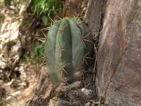 TB416_2_Trichocereus_terscheckii.jpg