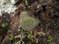TB421_1_Rebutia_minuscula.jpg