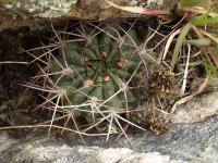 TB427_2_Acanthocalycium_thionantum_v_variiflorum.jpg